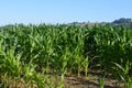 Corn field in early summer, Somerset Royalty Free Stock Photo