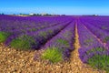 Agricultural landscape and violet lavender fields in Provence, Valensole, France Royalty Free Stock Photo