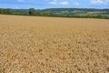 Agricultural landscape with wheat field