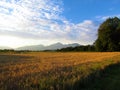 Agricultural landscape with wheat field at Sorsko polje, Gorenjska, Slovenia