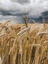 Golden wheat ears against blue, dramatic sky. Agricultural landscape with wheat field and storm clouds in sky. Ripe crop Royalty Free Stock Photo