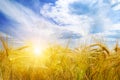 Wheat field and sunrise in the blue sky. Royalty Free Stock Photo