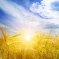 Wheat field and sunrise in the blue sky Royalty Free Stock Photo