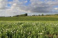 An agricultural landscape with white poppies and a blue sky Royalty Free Stock Photo