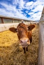 Agricultural and livestock concept Royalty Free Stock Photo