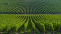 Agricultural machine in the vineyards-Landscape-Vineyard