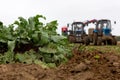 Harvesting on a beet field