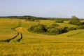 Agricultural machinery road in field at russian village Kaliningrad