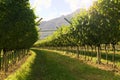 Agricultural nature for Prosecco wineries