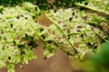 Agricultural pests, damaged leaves with holes as a diseased plant against the backdrop of nature with a damaged surface