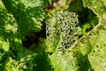 Agricultural pests, damaged leaves with holes as a diseased plant against the backdrop of nature with a damaged surface