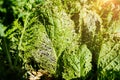 Agricultural pests, damaged leaves with holes as a diseased plant against the backdrop of nature with a damaged surface