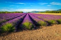 Agricultural place with purple lavender fields in Provence, Valensole, France Royalty Free Stock Photo