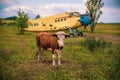 Agricultural cow and plane is standing on a field