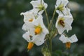 Agricultural plant close-up. Yellow stamen. White flower petals. Royalty Free Stock Photo