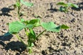 Agricultural plant in the field. Young cucumber shoot Royalty Free Stock Photo