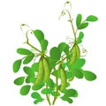 Agricultural plant green pea isolated on white background. Vector cartoon close-up illustration.