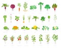 Agricultural plant icon set. Vector farm plants. Beets cabbage carrots potatoes celery garlic and many other. Popular vegetables Royalty Free Stock Photo