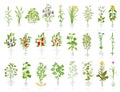 Agricultural plant icon set. Vector farm plants. Cereals wheat alfalfa corn rice soybeans lentils and many other. Popular