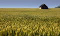 Agricultural plants (field)