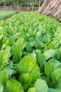 Agricultural plots green lettuce