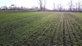 Agricultural plowed field green sprouts of grain cereals crops autumn sunny day