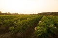 Agricultural - potato fields farm in evening time Royalty Free Stock Photo
