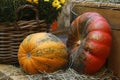 Agricultural products. Sunflower and pumpkin. Fresh produce background