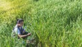 Agricultural Research Officer, middle aged Asian men are recording data of rice plants in fields