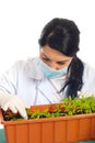 Agricultural researcher checking new plants Royalty Free Stock Photo