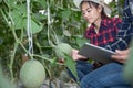 Agricultural researcher with the tablet slowly inspect plants. Young agronomists monitor the harvest.