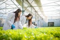 Agricultural researchers examine lettuce grown hydroponically in a greenhouse.