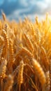 Agricultural richness Harvested yellow crop field symbolizes bountiful summer yields