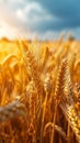 Agricultural richness Harvested yellow crop field symbolizes bountiful summer yields