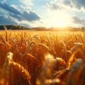 Agricultural richness Harvested yellow crop field symbolizes bountiful summer yields