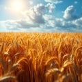 Agricultural richness Harvested yellow crop field symbolizes bountiful summer yields