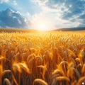 Agricultural richness Harvested yellow crop field symbolizes bountiful summer yields