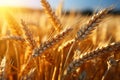 Agricultural richness Harvested yellow crop field symbolizes bountiful summer yields