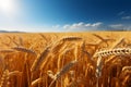 Agricultural richness Harvested yellow crop field symbolizes bountiful summer yields