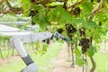 Agricultural robot assistant harvesting grapes to analyze the grape growth, Smart farm concept