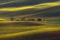 Agricultural Rolling Spring / Autumn Landscape.Natural Landscape In Brown And Yellow Color. Waved Cultivated Row Field With Beauti