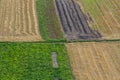 Agricultural Rolling Spring Autumn Landscape. Natural Landscape In Brown And Yellow Color. Waved Cultivated Row Field And Tree.