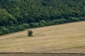 Agricultural Rolling Spring Autumn Landscape. Natural Landscape In Brown And Yellow Color. Waved Cultivated Row Field And Tree.