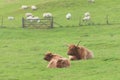 Agricultural rural scene, trio family of highland cattle with a fence background followed by sheep on green pastureland Royalty Free Stock Photo