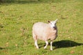 A happy sheep in the Welsh countryside. Royalty Free Stock Photo