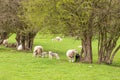 Happy sheep in the Welsh countryside. Royalty Free Stock Photo