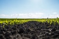 Agricultural scene with corn's sprouts in soil. Growing young green corn seedling sprouts in cultivated agricultural Royalty Free Stock Photo