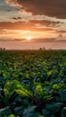 Agricultural scene featuring beets growing in expansive field landscape