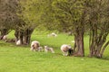 Happy sheep in the Welsh countryside. Royalty Free Stock Photo