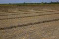 Agricultural scenery with a newly planted potato crop